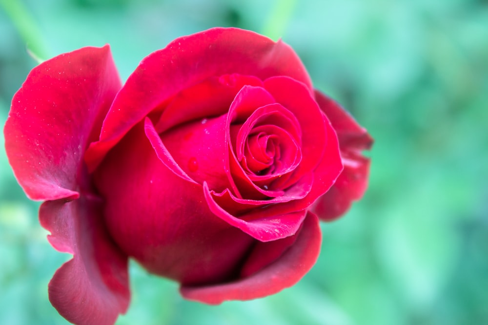 a close up of a rose