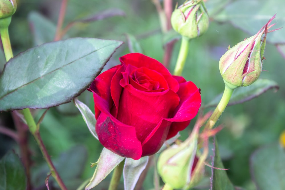 a red rose with green leaves