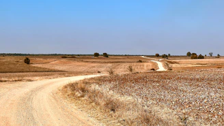 A sunlit red dirt road winding through the vast Australian outback under a bright blue sky.