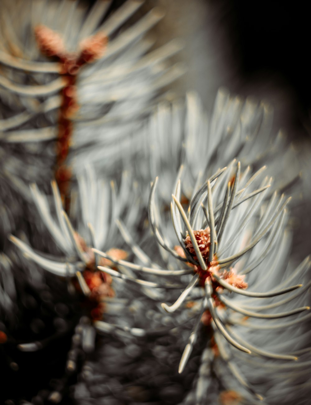 a close up of a cactus