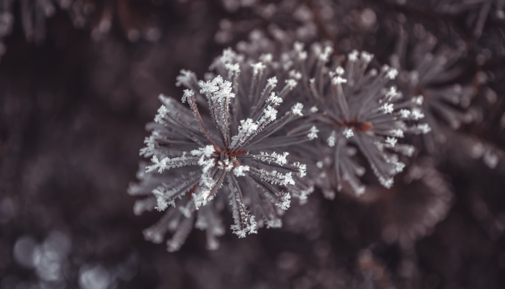 a close up of a plant