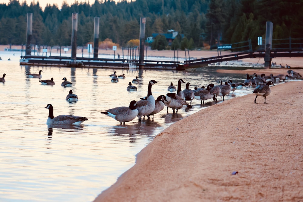 a group of ducks on a dock