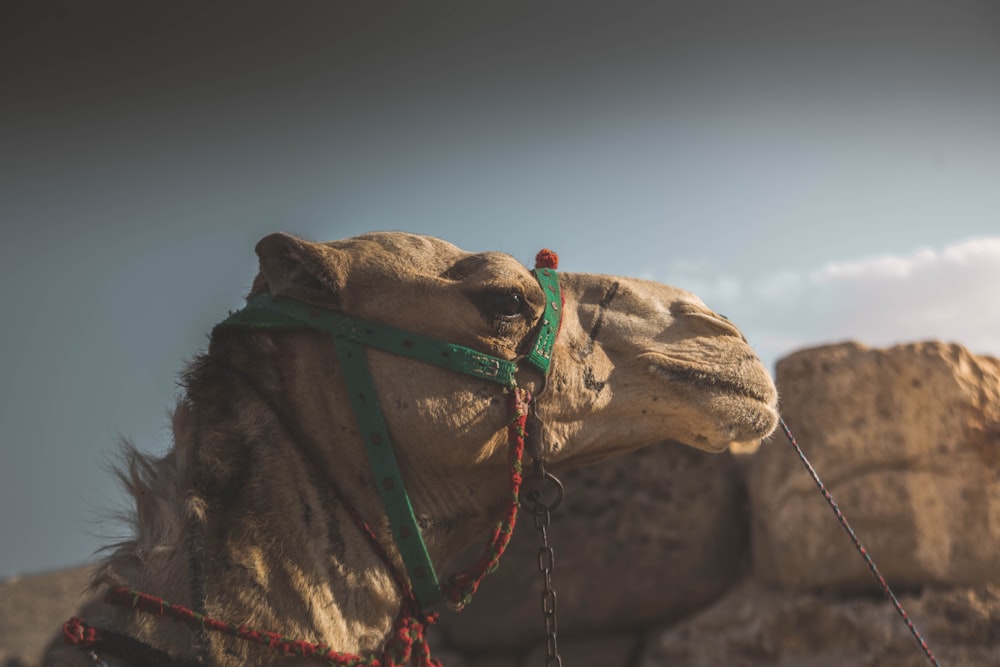 un chameau avec une corde autour du cou
