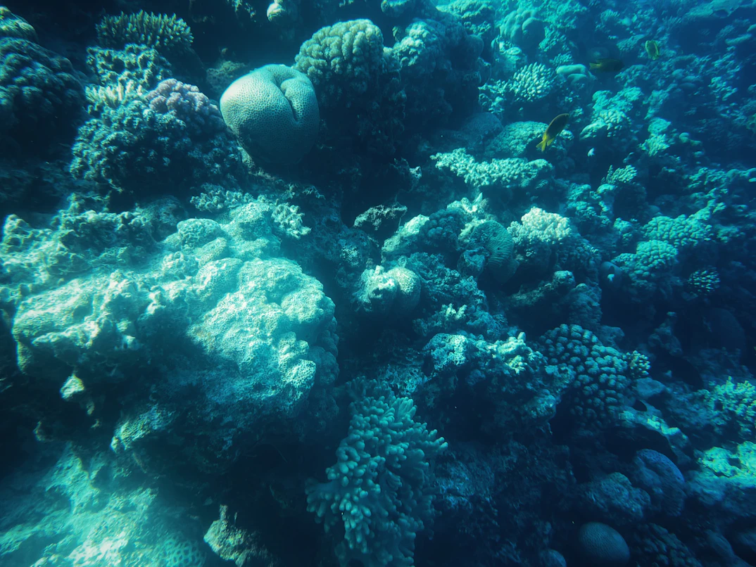 Diving in the crystal clear Red Sea reefs
