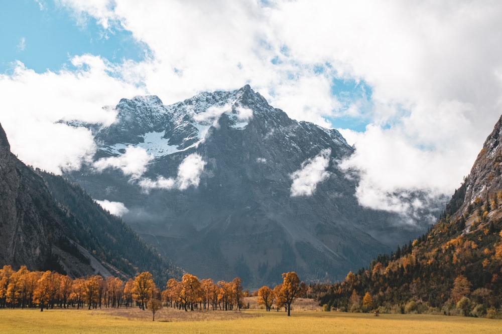 a field with trees and mountains in the background