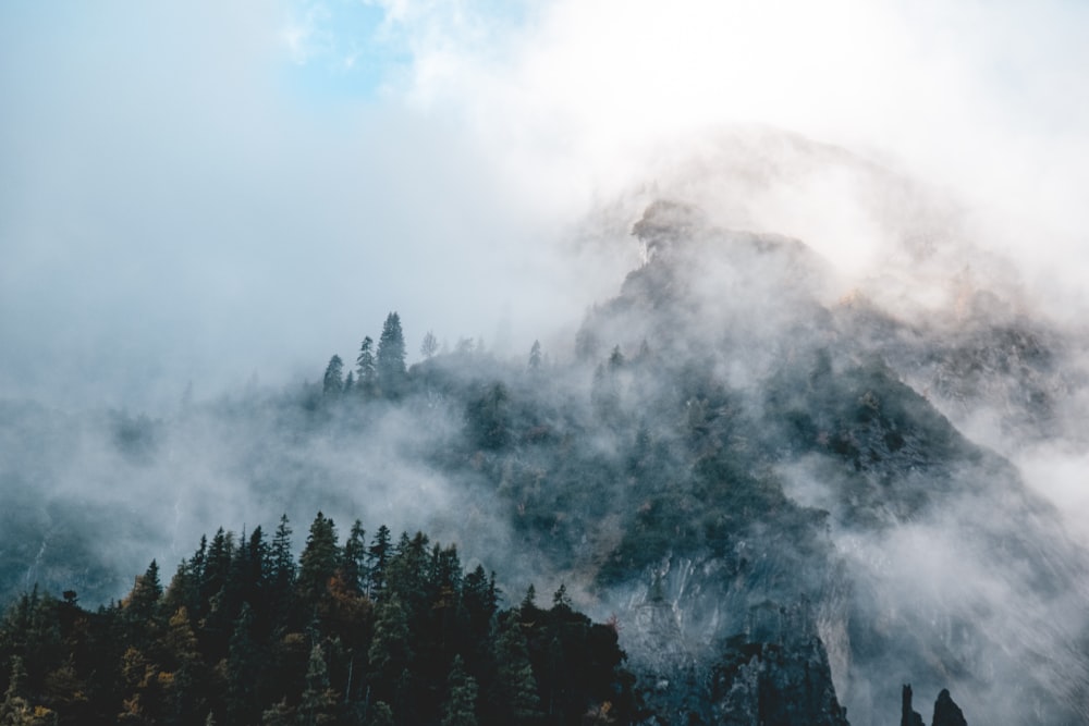 Ein Wald von Bäumen mit Nebel