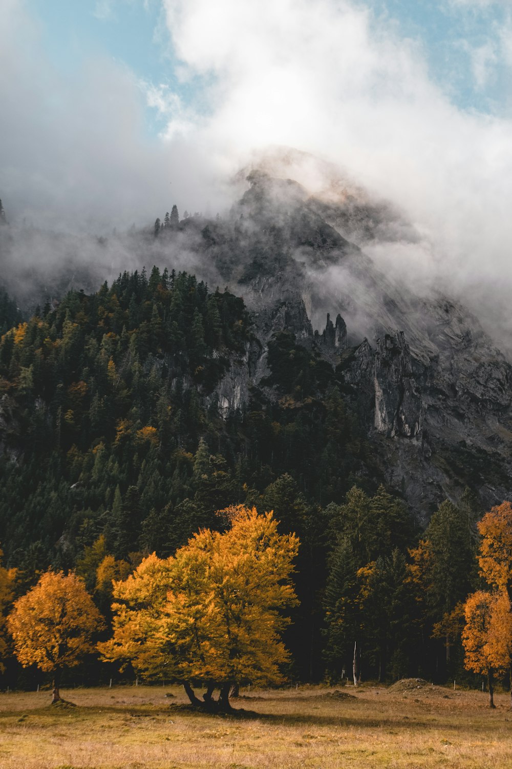 a forest of trees with a cloud of smoke in the background