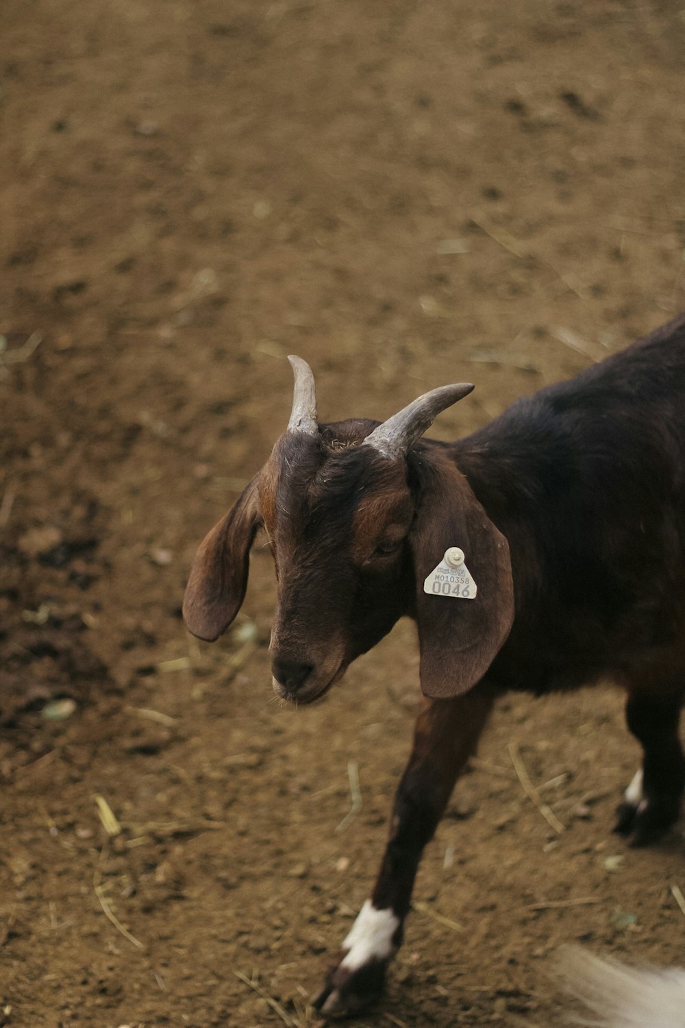 a goat with a tag on its ear