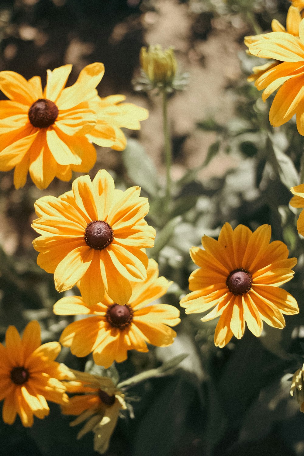 a group of yellow flowers