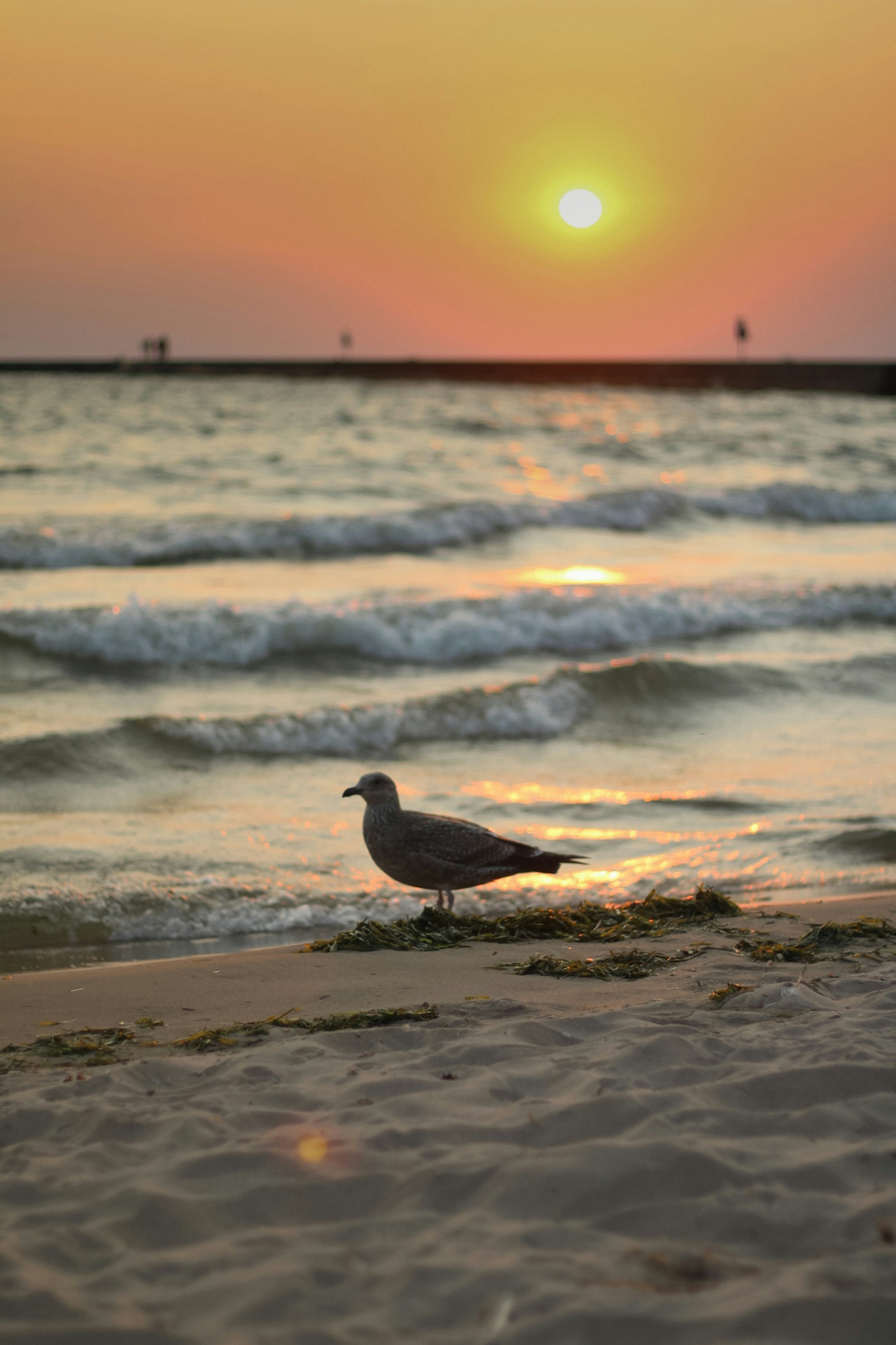 Un oiseau sur une plage