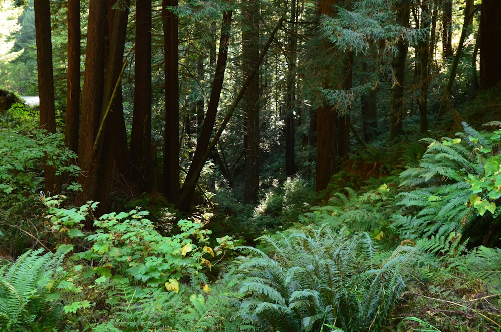 a forest with trees and plants