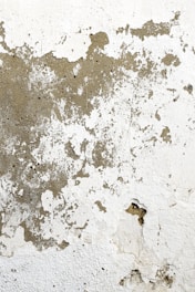 mold removal gilbert