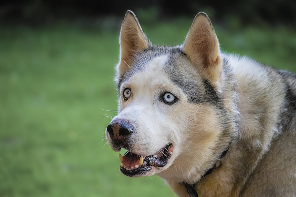 a dog with its mouth open