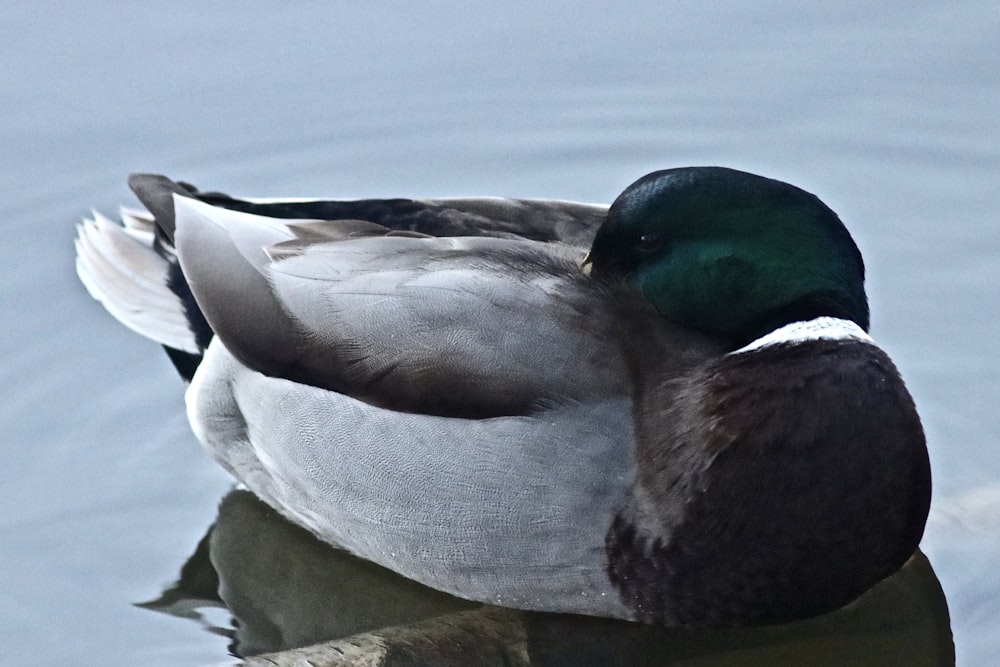 Un canard couché sur un rocher