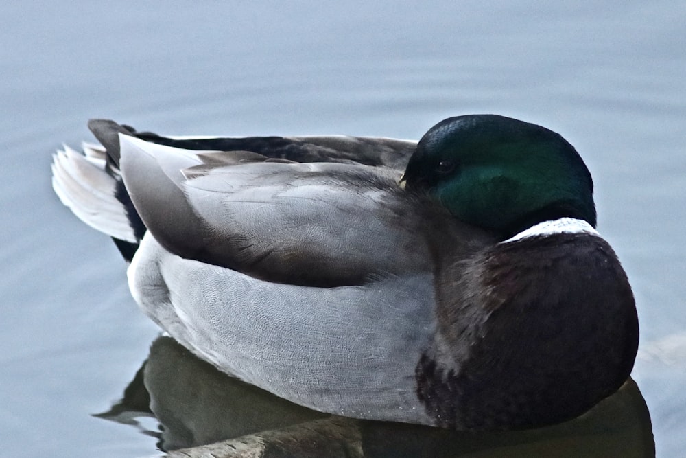 a duck lying on a rock