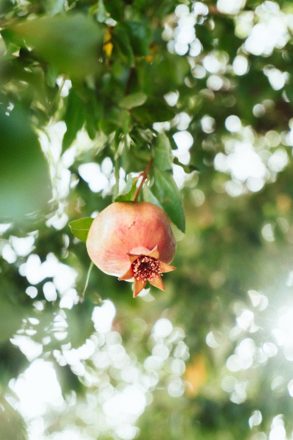 a red flower on a tree