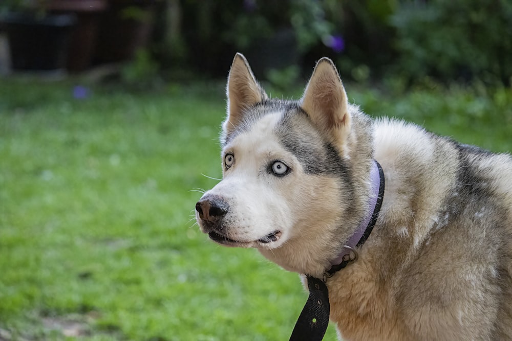 a dog with a collar