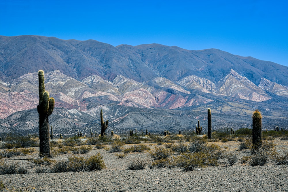 a desert landscape with cactus