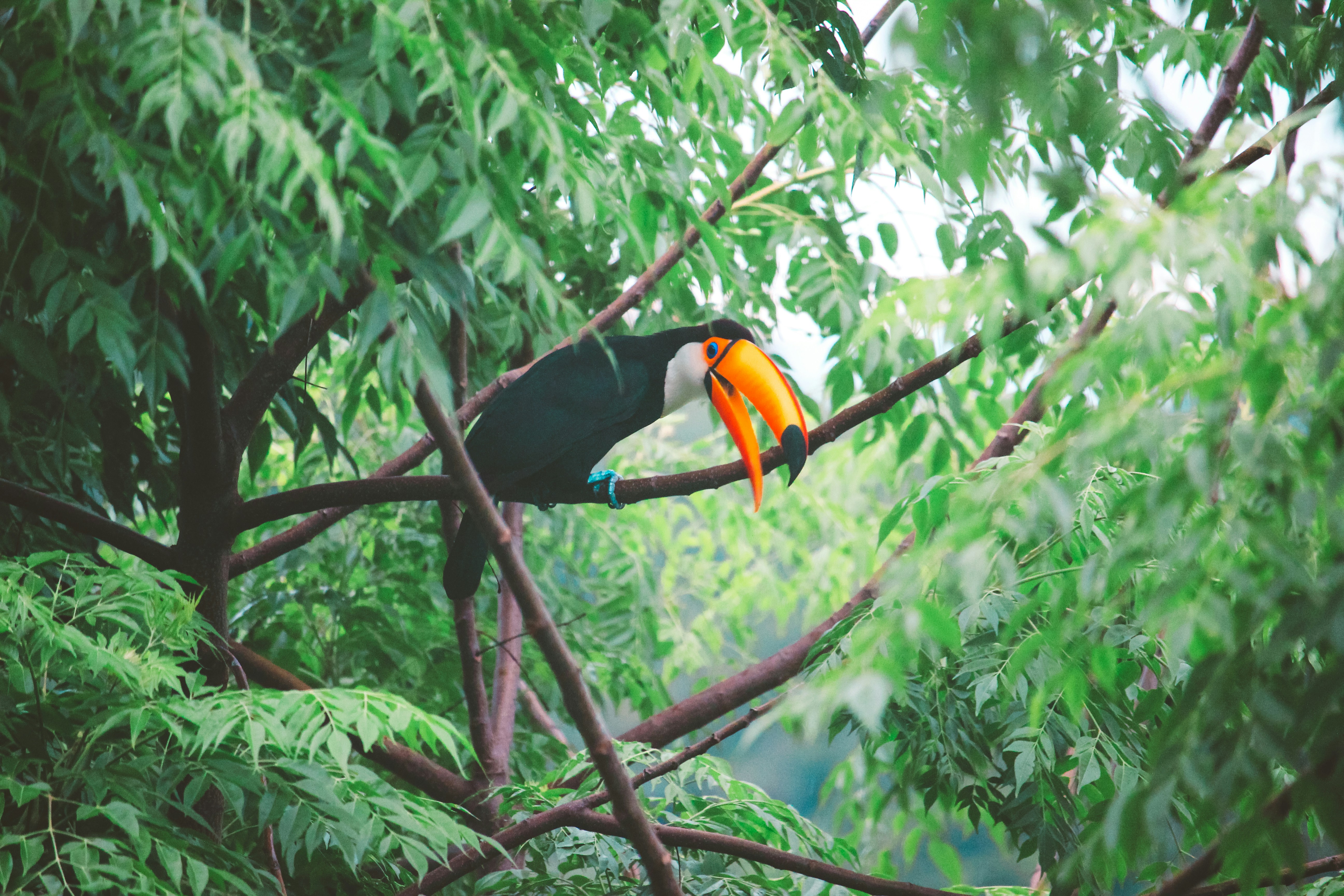 Photo by claudiocmota