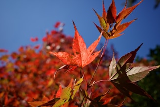 Autumn in Japan