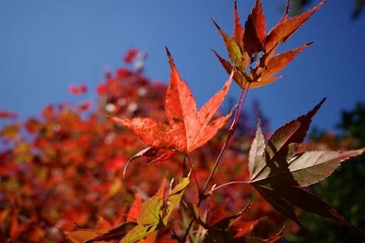 Autumn in Japan