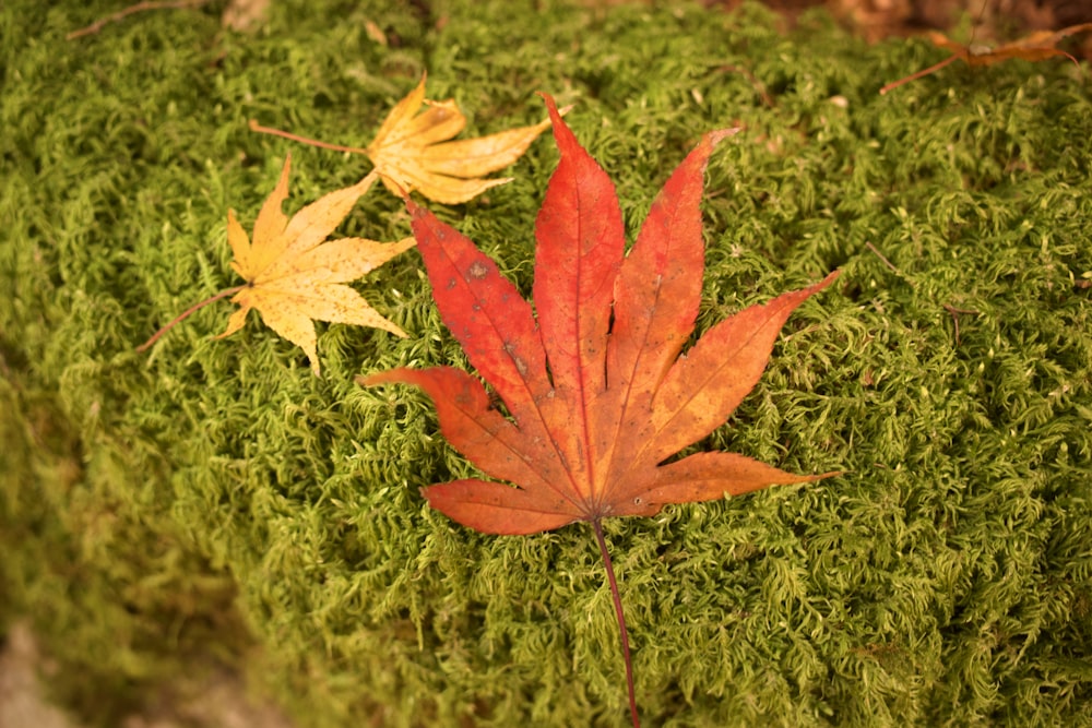 a close-up of some leaves