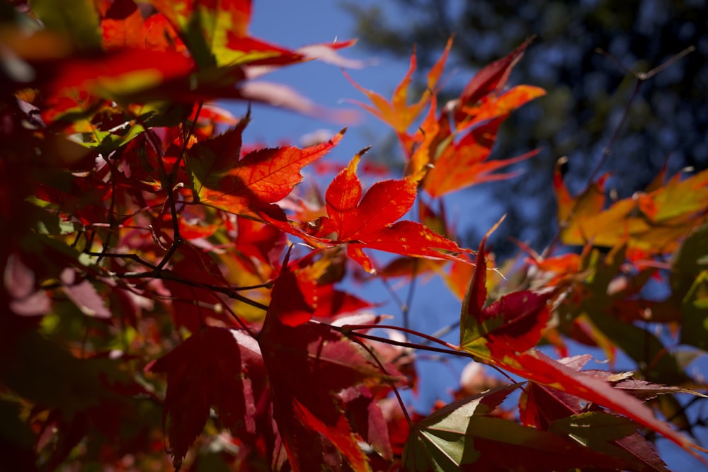 a close up of some leaves