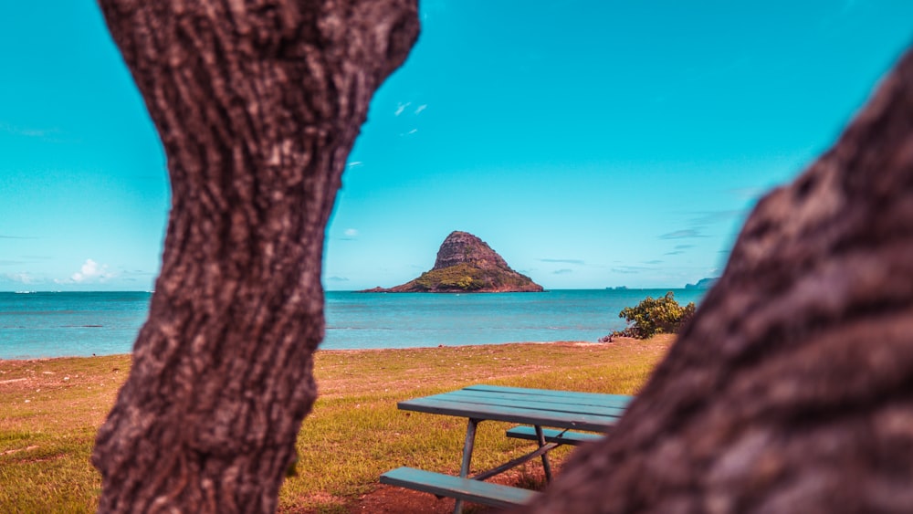 a picnic table by a tree and a body of water