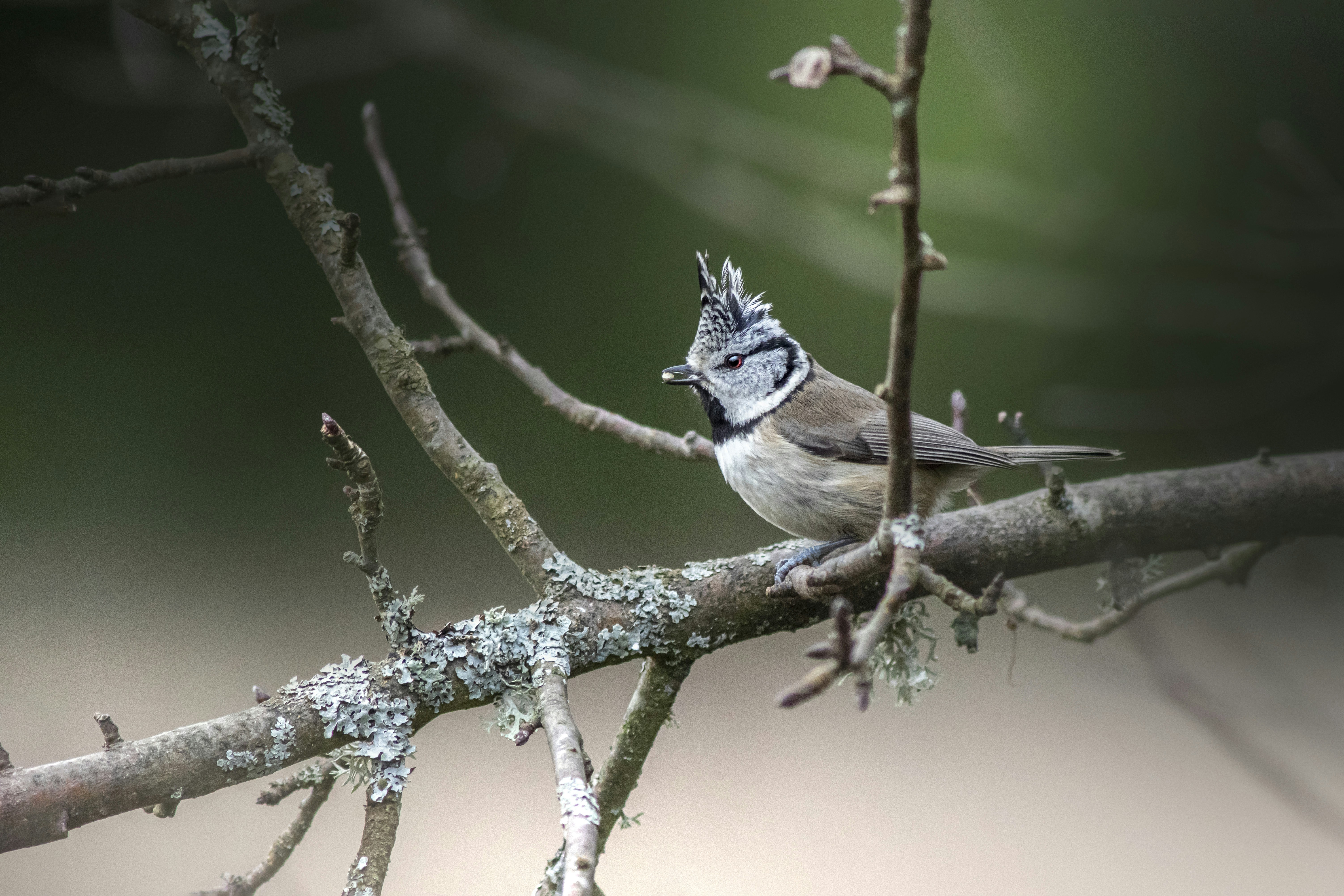 Photo by erik_karits