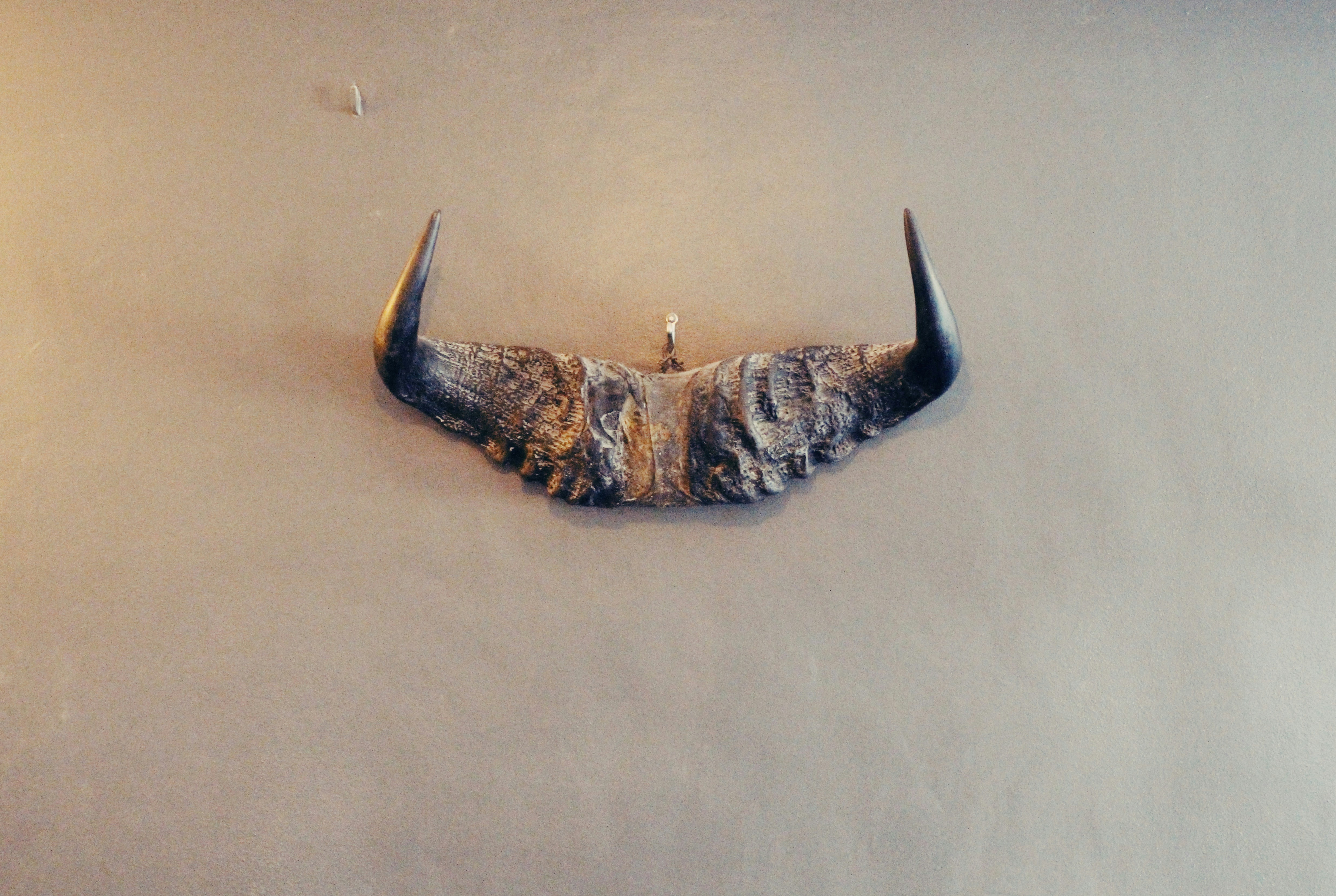 ein braun-schwarz gefleckter Fisch