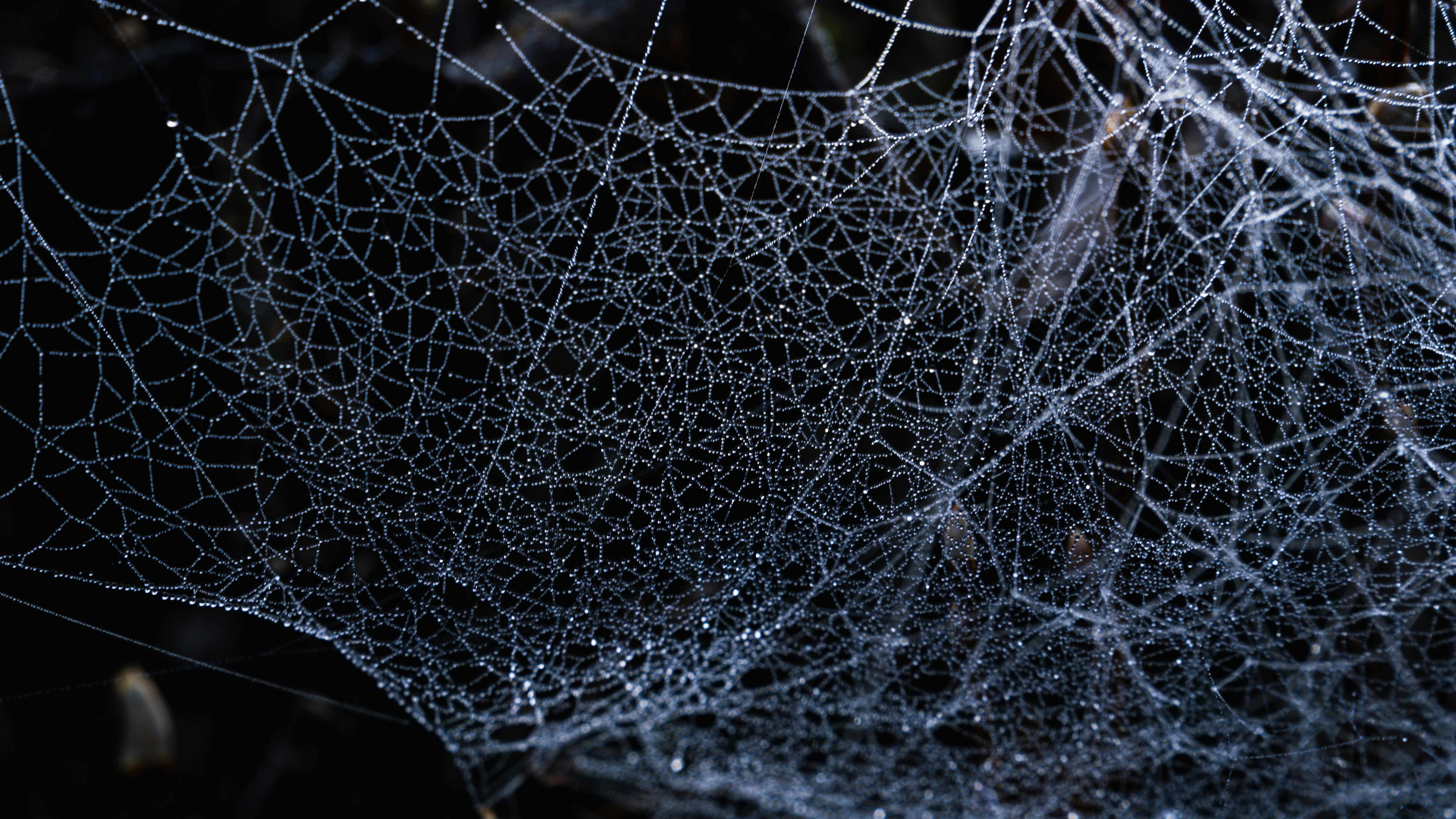 a close up of some branches