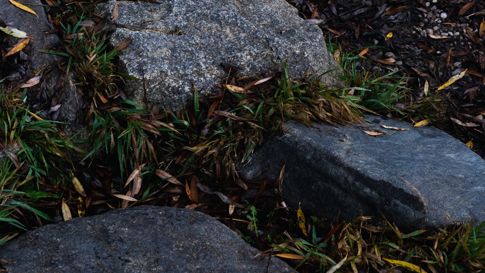 a group of rocks in the grass