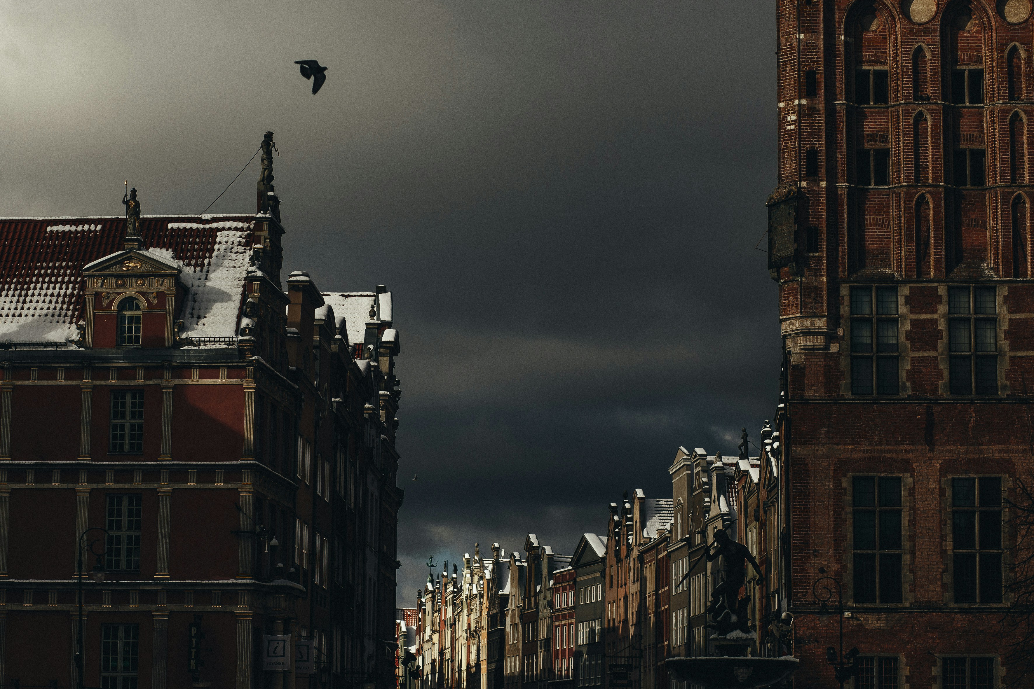 a bird flying over a city, 