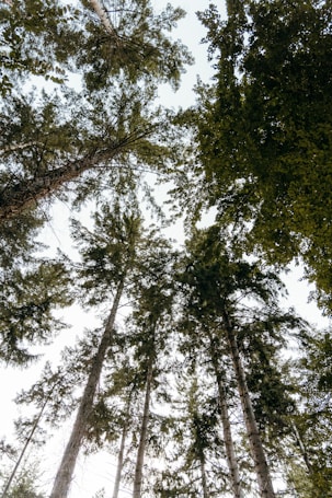 Tall trees with lush green foliage are viewed from below, with branches extending into the sky. The canopy creates a natural, serene environment with sunlight peeking through leaves.