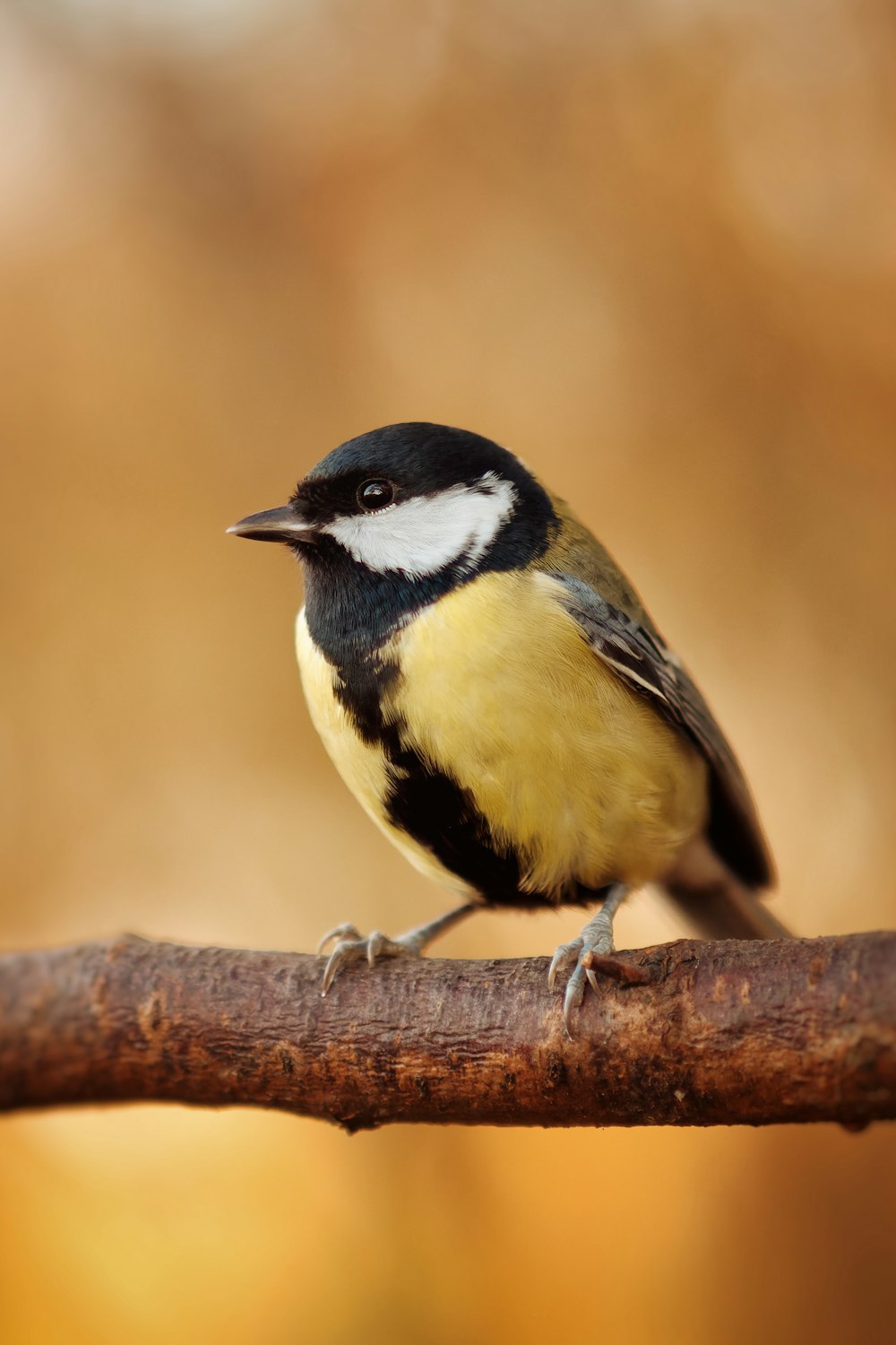 a small bird on a branch