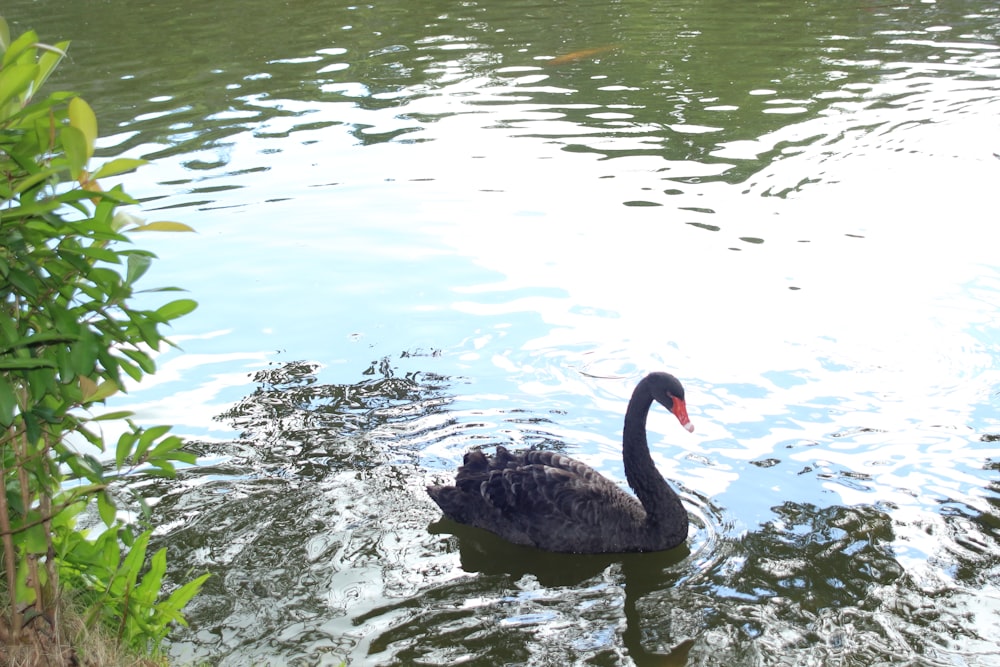 a black swan swimming in water