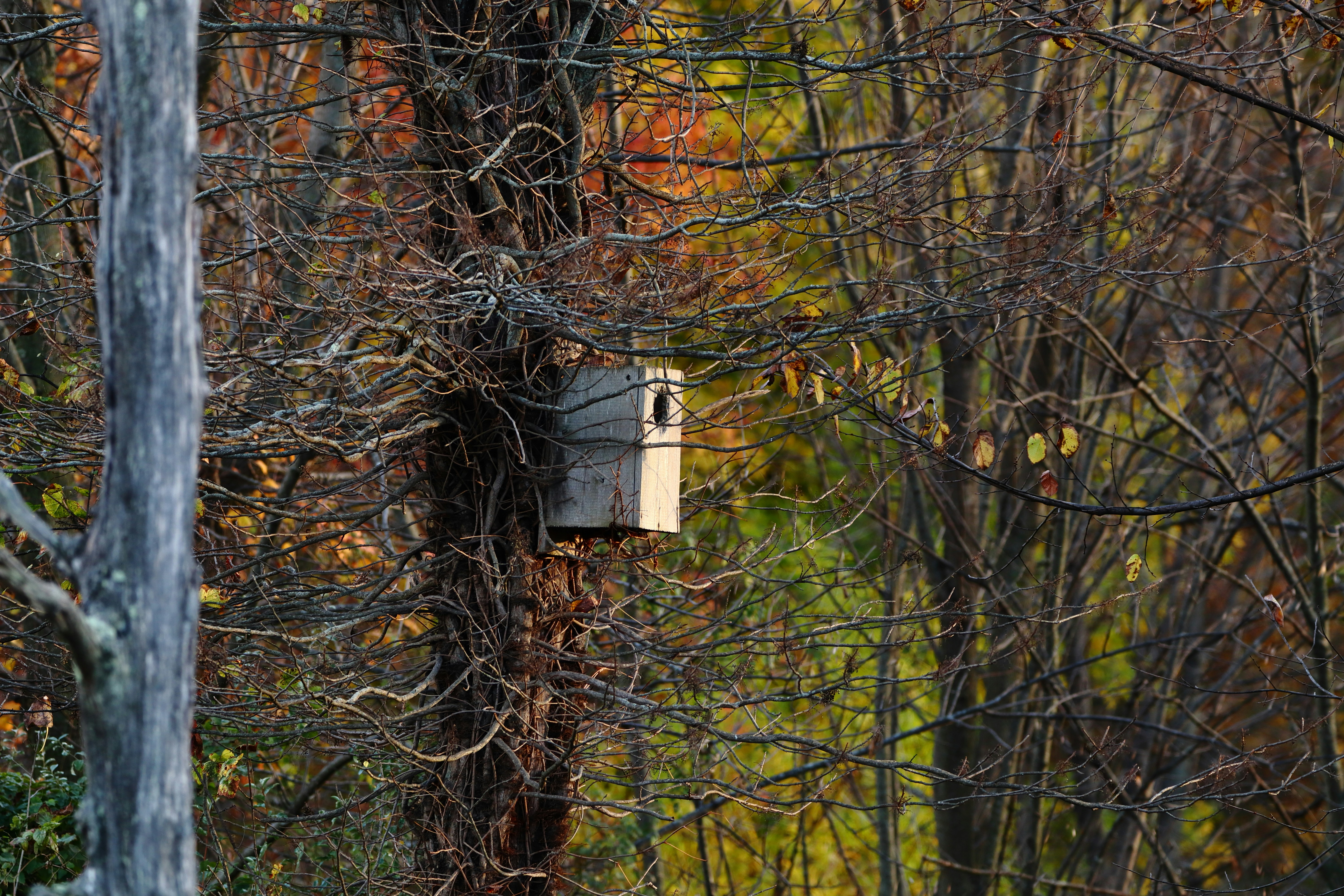 Photo by ucwhphotography