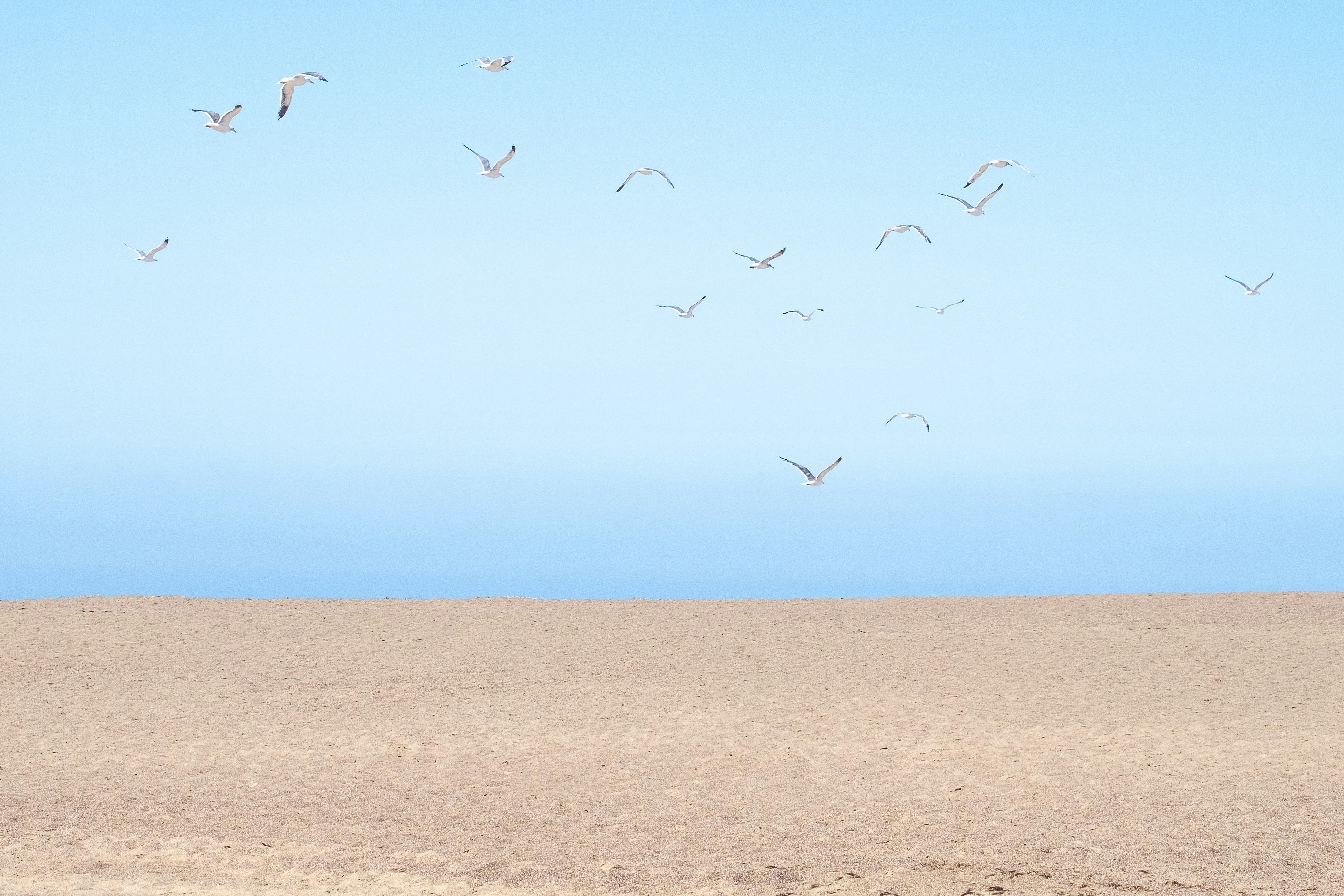 a group of birds flying in the sky
