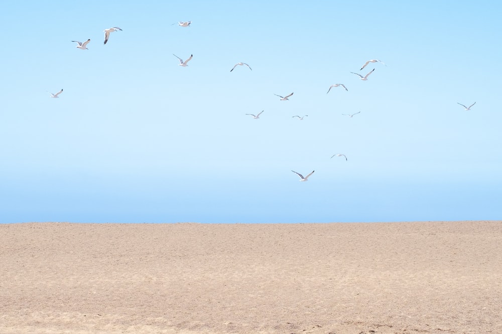 a group of birds flying in the sky