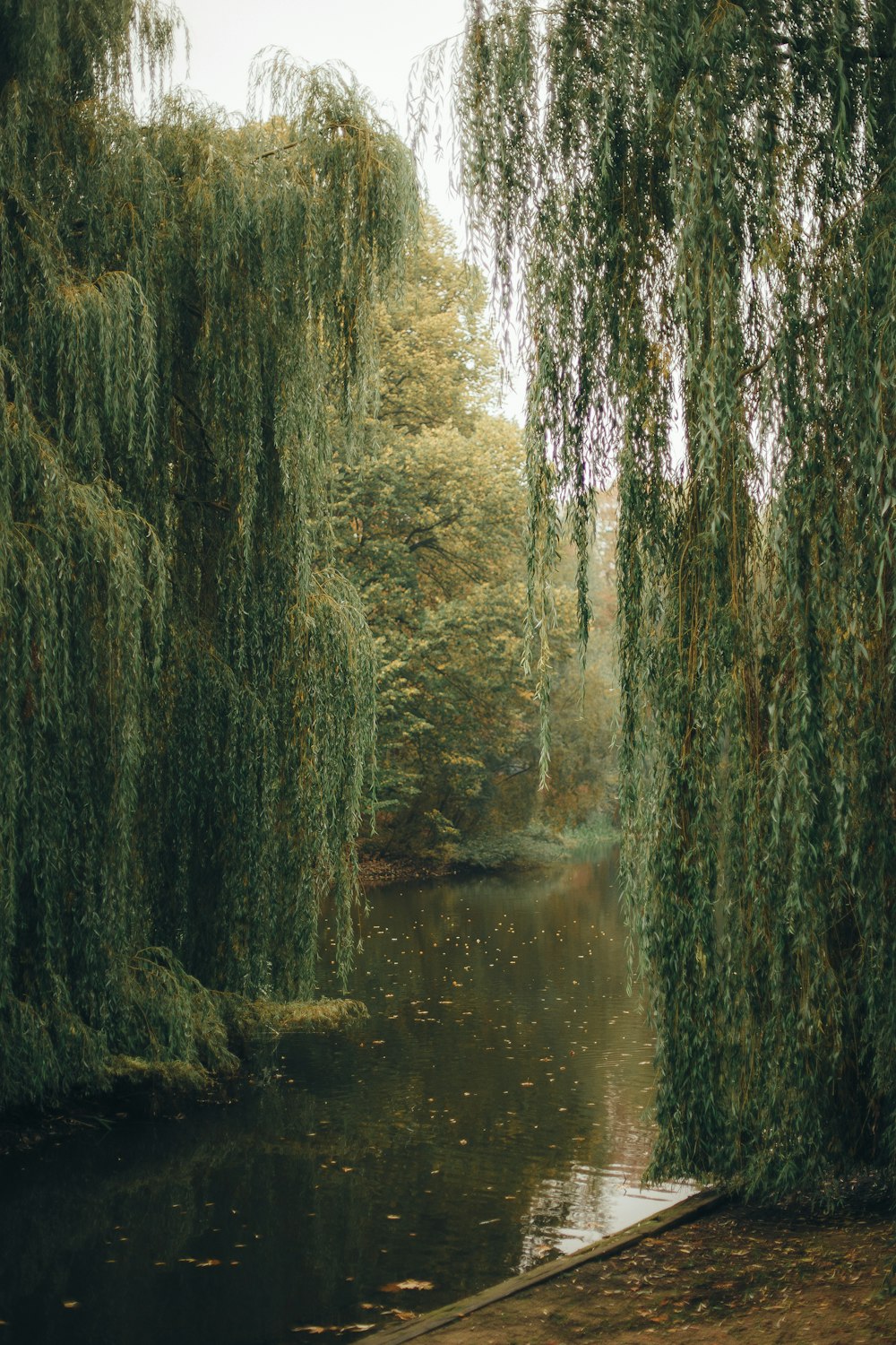 a river with trees on either side