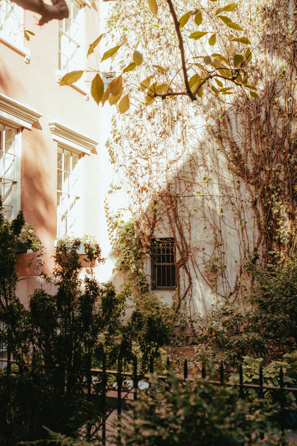 a tree with leaves in front of a building