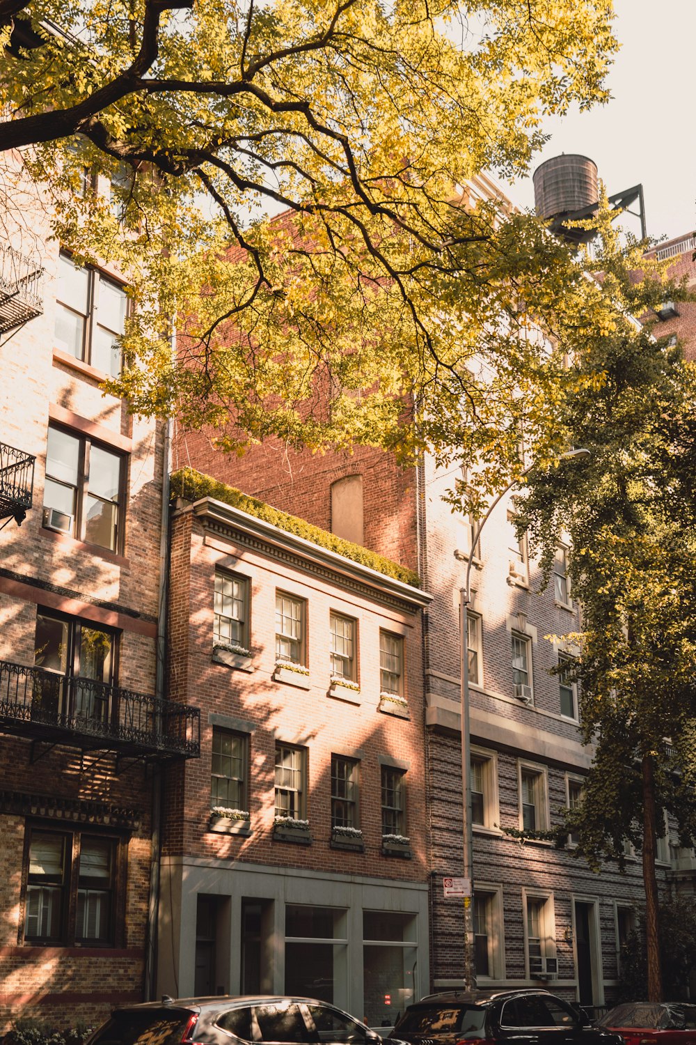 a tree next to a building