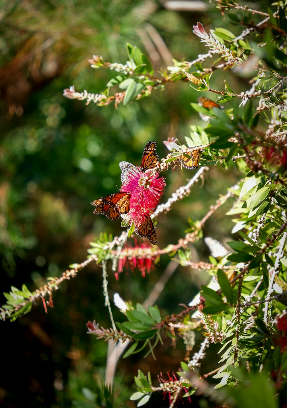 a butterfly on a flower