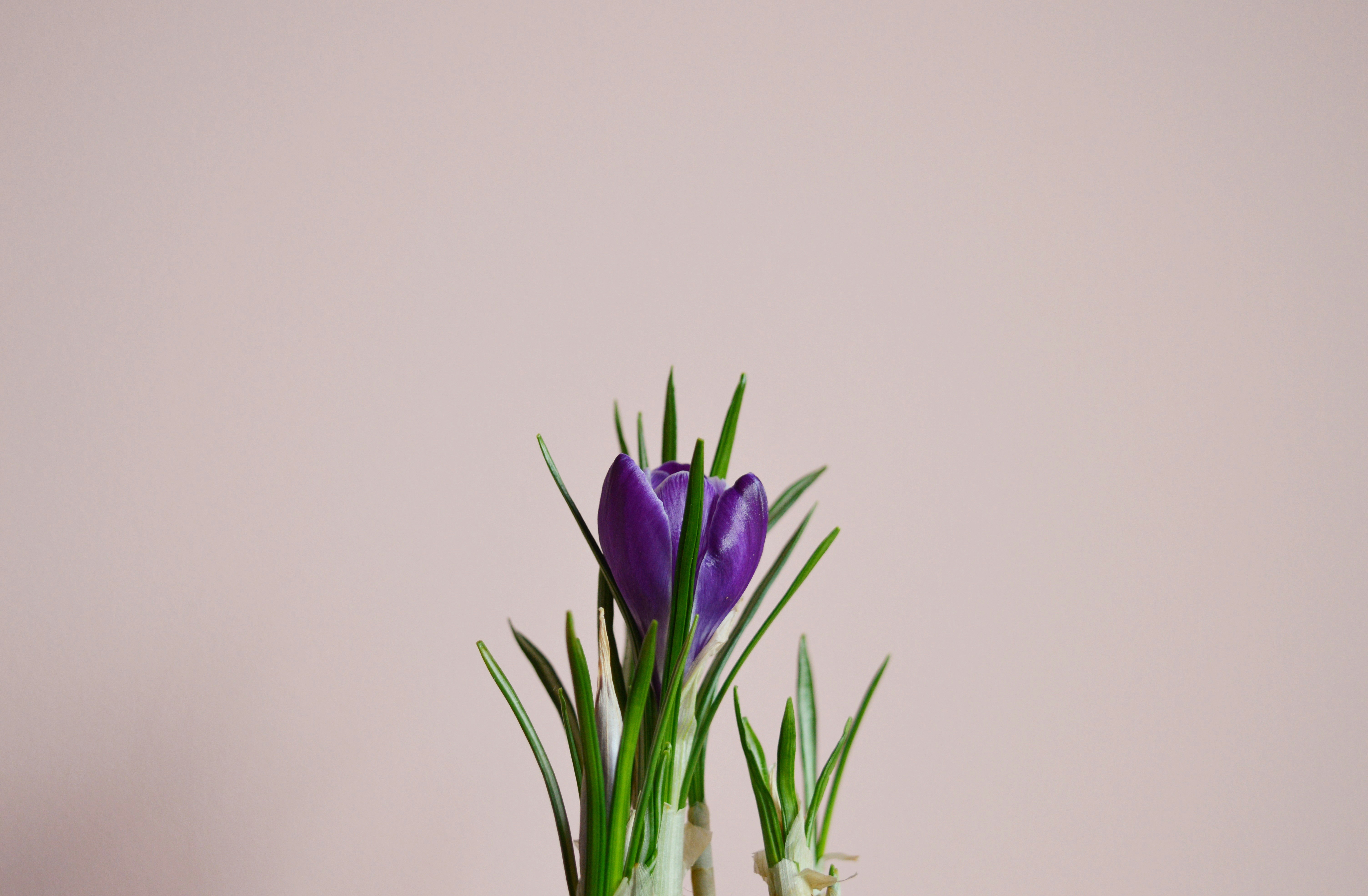 Photo by marianikolova