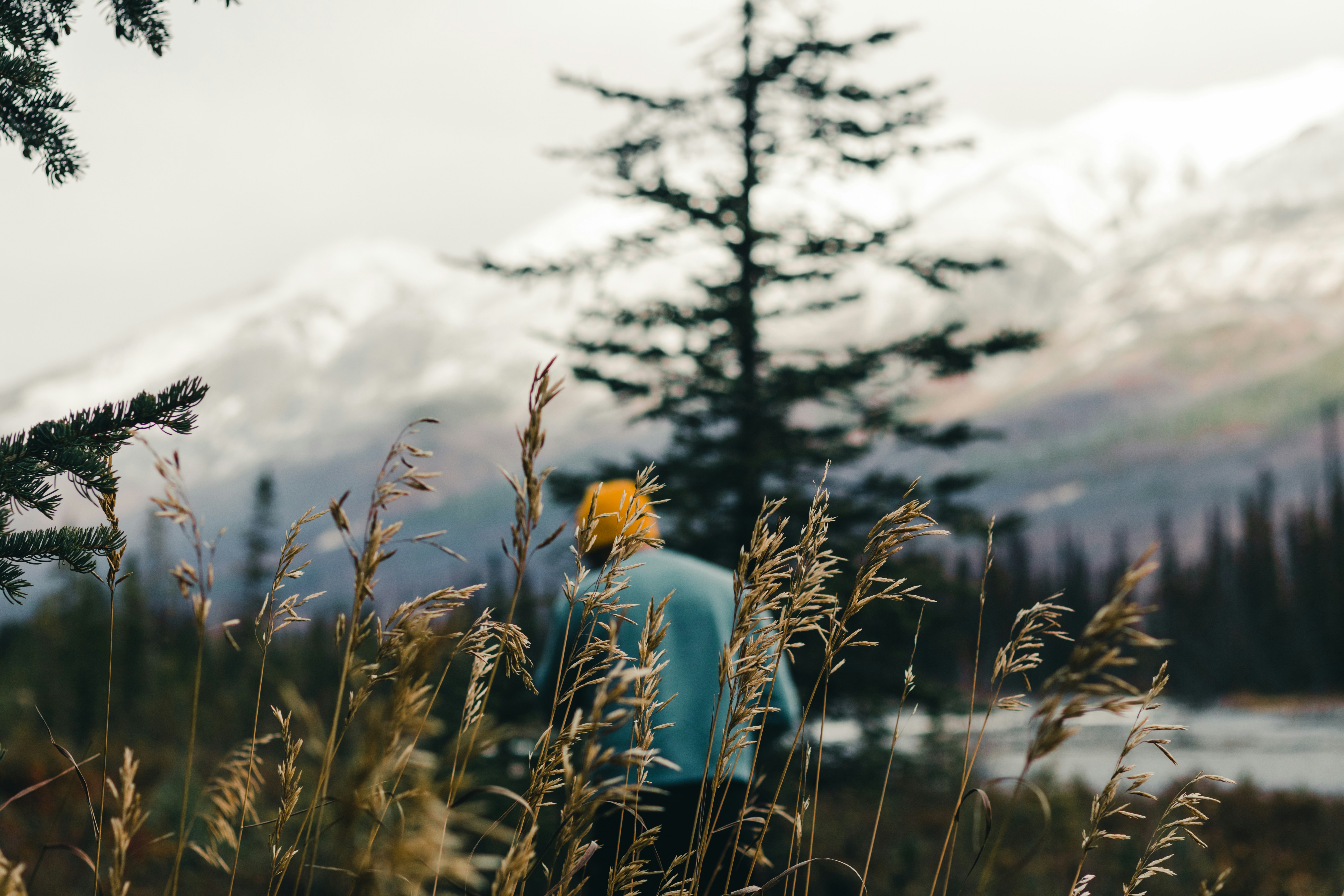 a close-up of a plant, Photography in Kootenay National Park of Canada
