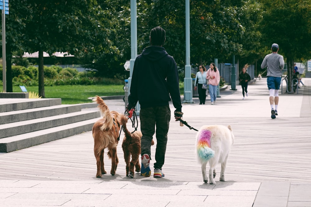 a person walking a group of dogs
