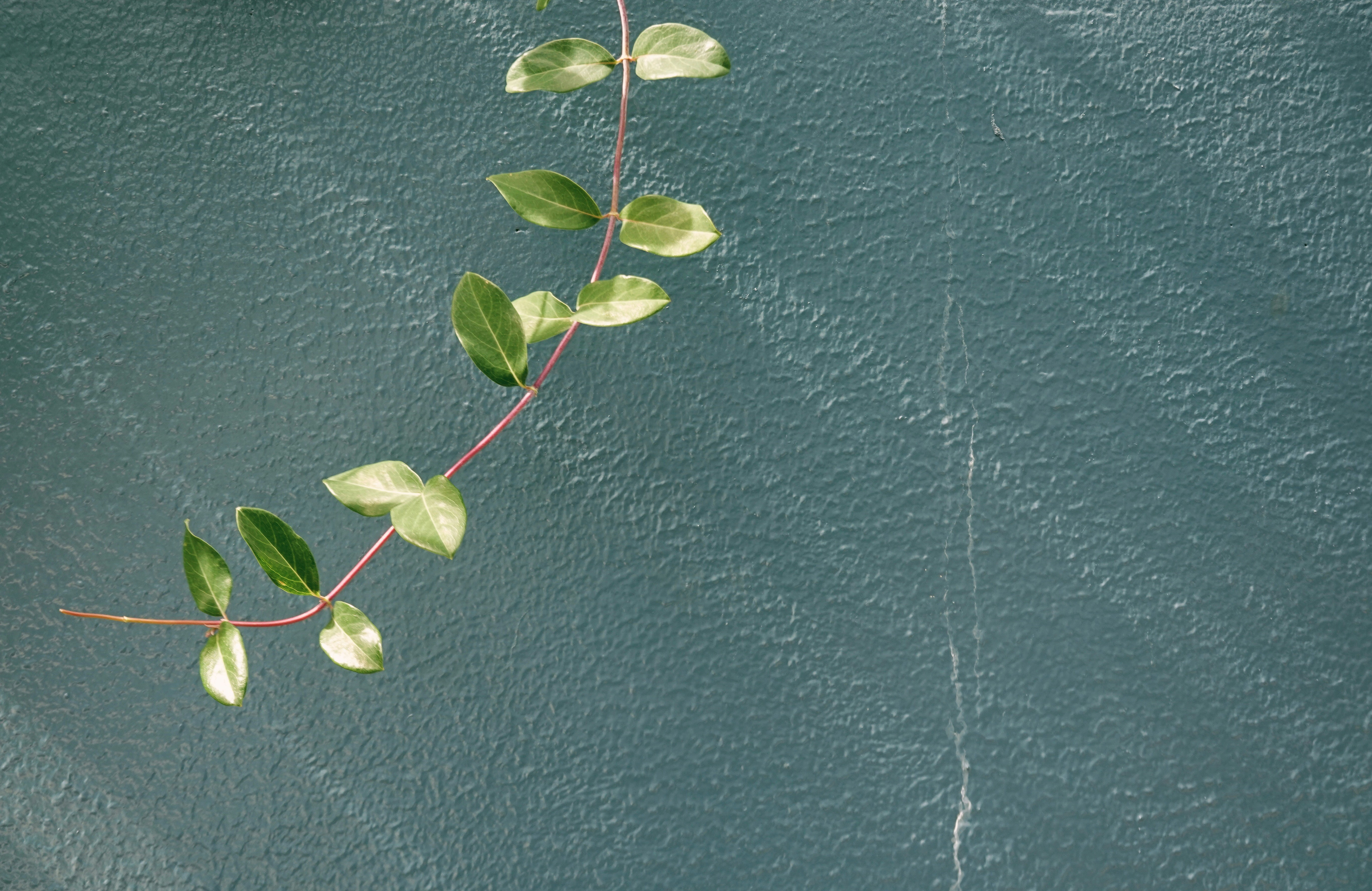 A person holding a pair of pruning shears cutting a branch from a plant.