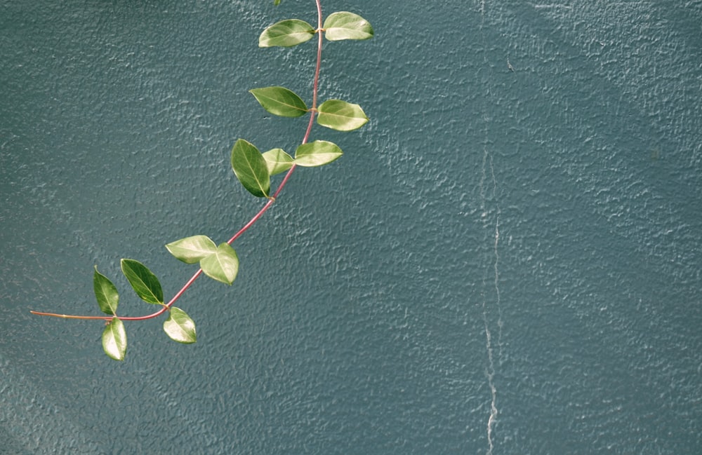 a plant growing in the water