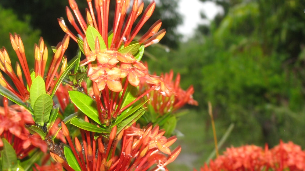 a close up of some flowers