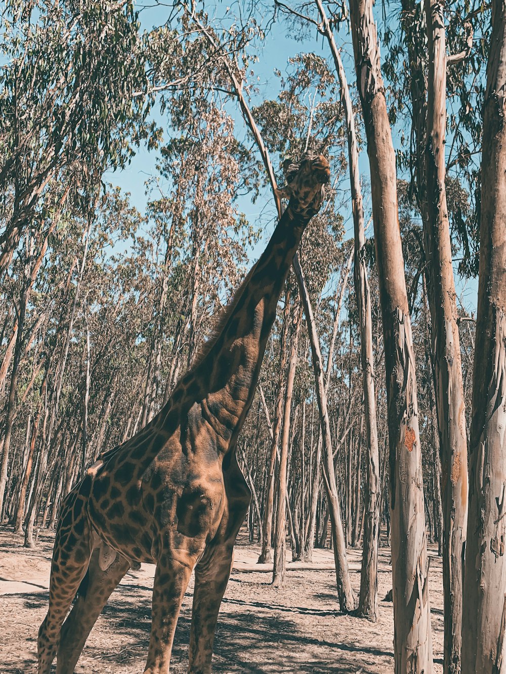 a giraffe eating leaves from a tree